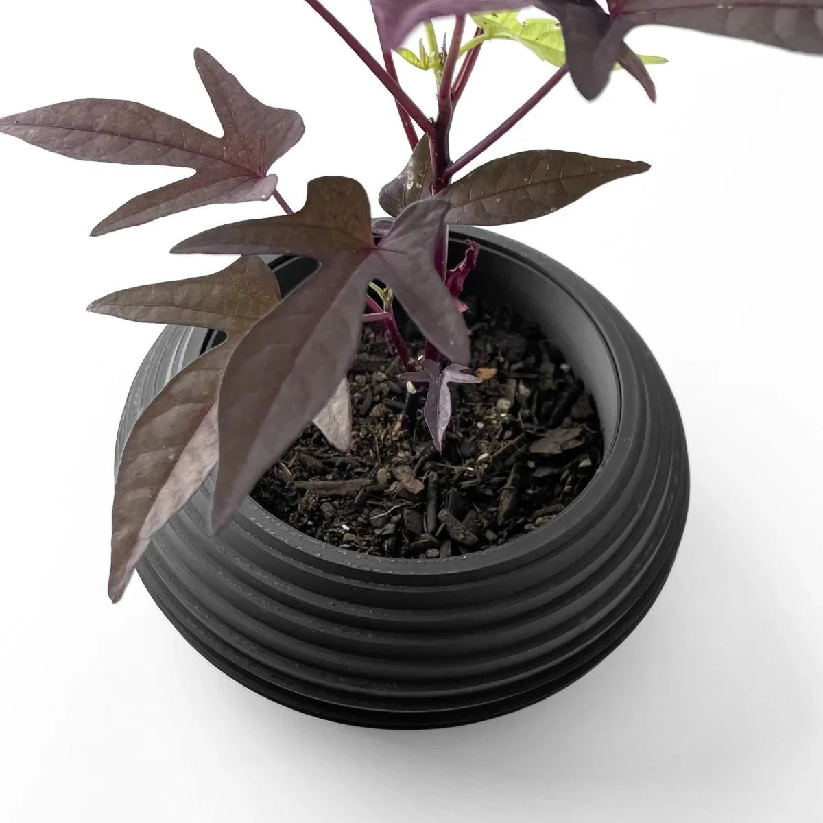 Vaso de Plantas Frons